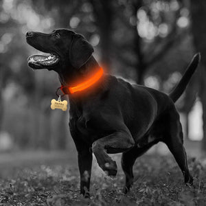 Night-Safety LED Pet Collar